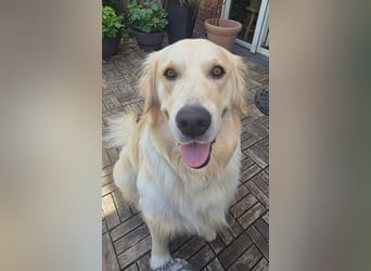 GOOFY, 1,5 Jahre, kastriert, Golden Retriever