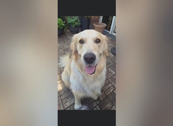 GOOFY, Goldie ca 1,5 Jahre, intakt