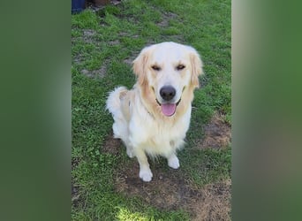 GOOFY, 1,5 Jahre, kastriert, Golden Retriever