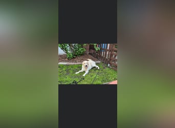GOOFY, Goldie ca 1,5 Jahre, intakt