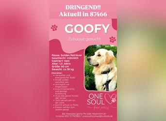 GOOFY, Goldie ca 1,5 Jahre, intakt