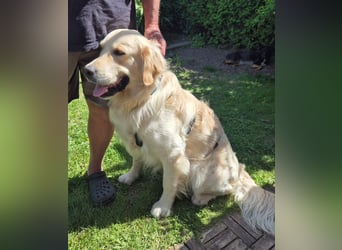 GOOFY, 1,5 Jahre, kastriert, Golden Retriever