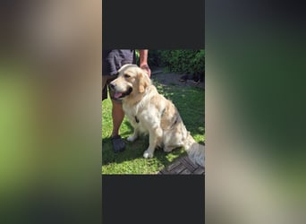 GOOFY, Goldie ca 1,5 Jahre, intakt