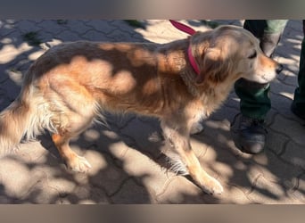 Kolbasz, liebe, schüchterne Golden Retriever Hündin geb. 01/2018