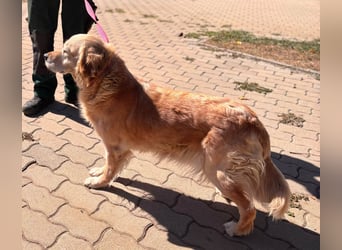 Kolbasz, liebe, schüchterne Golden Retriever Hündin geb. 01/2018