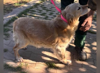 Kolbasz, liebe, schüchterne Golden Retriever Hündin geb. 01/2018