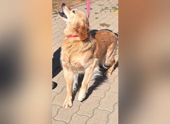 Kolbasz, liebe, schüchterne Golden Retriever Hündin geb. 01/2018
