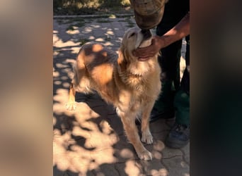 Kolbasz, liebe, schüchterne Golden Retriever Hündin geb. 01/2018