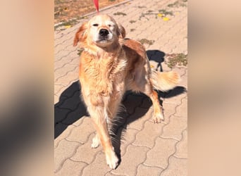 Kolbasz, liebe, schüchterne Golden Retriever Hündin geb. 01/2018