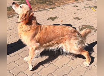 Kolbasz, liebe, schüchterne Golden Retriever Hündin geb. 01/2018