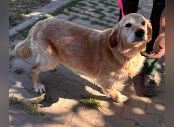 Kolbasz, liebe, schüchterne Golden Retriever Hündin geb. 01/2018