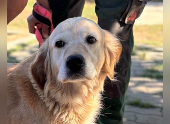 Kolbasz, liebe, schüchterne Golden Retriever Hündin geb. 01/2018