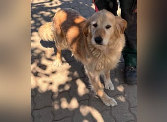 Kolbasz, liebe, schüchterne Golden Retriever Hündin geb. 01/2018