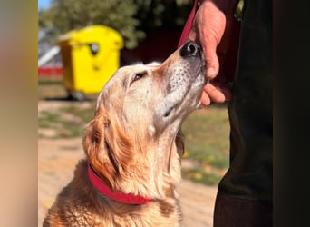 Kolbasz, liebe, schüchterne Golden Retriever Hündin geb. 01/2018