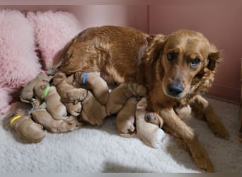 Wunderschöne Golden Retriever Welpen aus Körverpaarung
