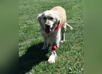 Lotti - Zuhause für immer gesucht!