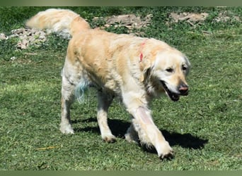 Lotti - Zuhause für immer gesucht!