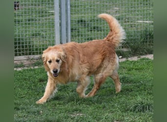 Mylo treuer Freund wartet auf sein Glück