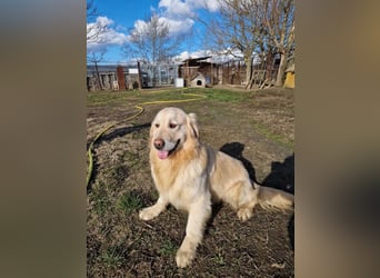 Jonathan Sensibelchen