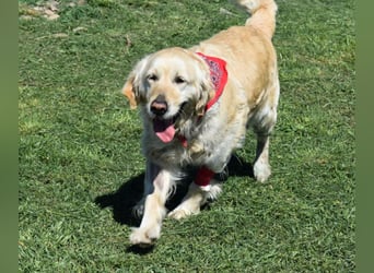 Lotti - Zuhause für immer gesucht!