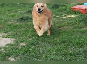 Mylo treuer Freund wartet auf sein Glück