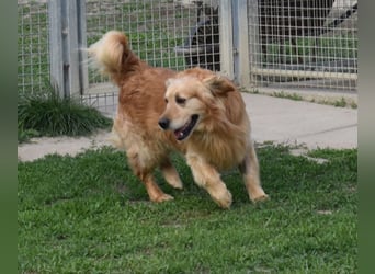 Mylo treuer Freund wartet auf sein Glück