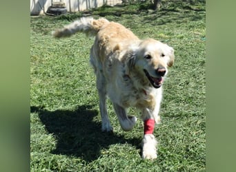 Lotti - Zuhause für immer gesucht!