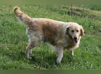 Suzy ein Herz das endlich ankommen möchte