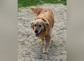 Mylo treuer Freund wartet auf sein Glück