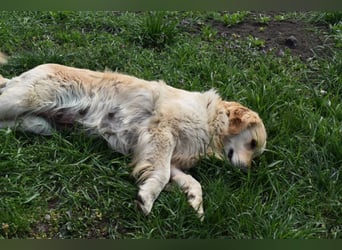 Suzy ein Herz das endlich ankommen möchte