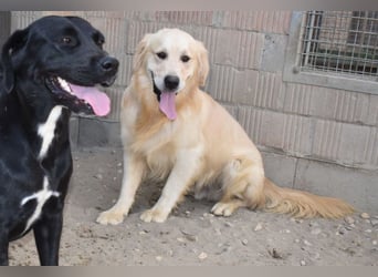 Jonathan Sensibelchen