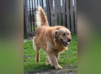 Mylo treuer Freund wartet auf sein Glück