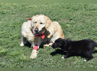Lotti - Zuhause für immer gesucht!