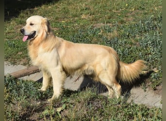 Jonathan Sensibelchen