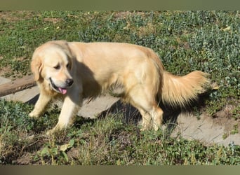 Jonathan Sensibelchen