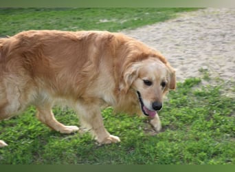 Mylo treuer Freund wartet auf sein Glück
