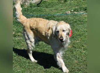 Lotti - Zuhause für immer gesucht!