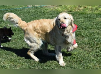 Lotti - Zuhause für immer gesucht!