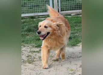 Mylo treuer Freund wartet auf sein Glück
