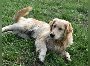 Suzy ein Herz das endlich ankommen möchte