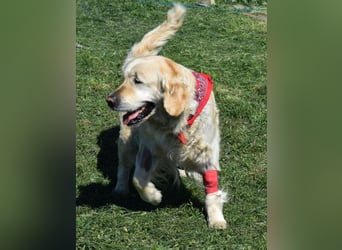 Lotti - Zuhause für immer gesucht!