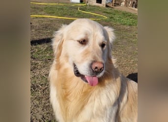 Jonathan Sensibelchen