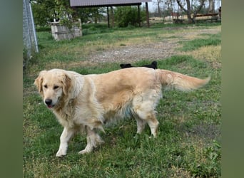 Suzy ein Herz das endlich ankommen möchte