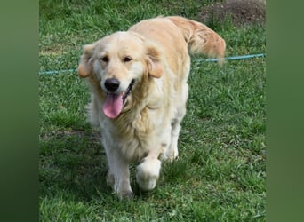 Suzy ein Herz das endlich ankommen möchte