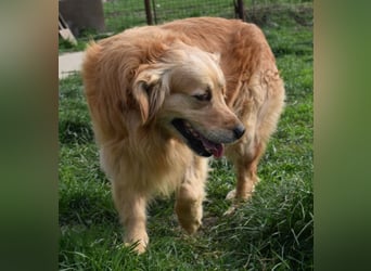 Mylo treuer Freund wartet auf sein Glück