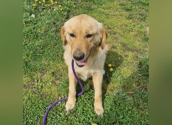 Miller - absolut Traumhund