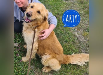 Arty ein Gold-Schatz