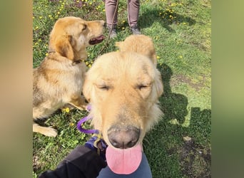 Miller - absolut Traumhund