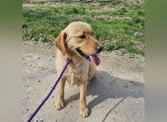 Miller - absolut Traumhund