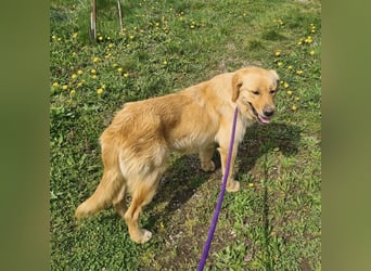 Miller - absolut Traumhund